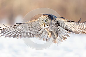 Great Grey Owl.