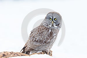 Great Grey Owl.