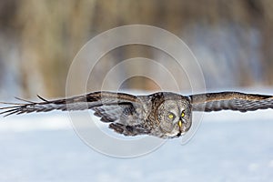 Great Grey Owl.