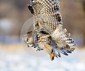 Great Grey Owl.