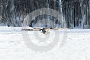 Great Grey Owl.