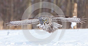 Great Grey Owl.