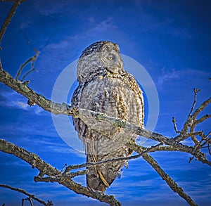 Great grey owl against blue sky