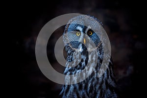 Great Grey Owl (also tawny vulture, Science. Strix nebulosa) is a large owl family of owls. Beautiful wildlife