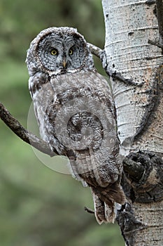 Great Grey Owl Beautifully Camouflaged photo
