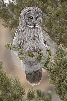 Great grey owl on branch of conifer tree with red rock background