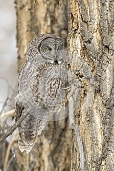 Great grey owl on branch of cottonwood tree in winter photo