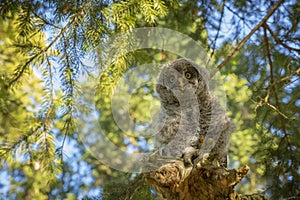 Great Grey Owl Chick