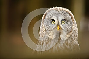 Great grey owl closeup portrait