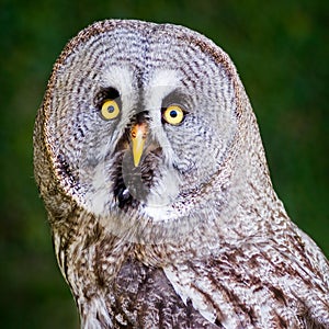 Great Grey Owl photo