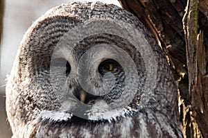 Great grey owl face