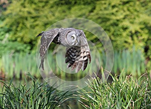 Great Grey Owl in flight