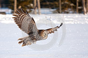 Great grey owl (Strix nebulosa) in flight hunting over a snow covered field in Canada