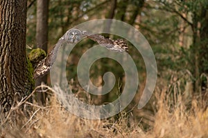 Great grey owl flying above yellow tree ground. Strix nebulosa