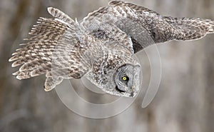 Great grey owl flying from branch to ground for food