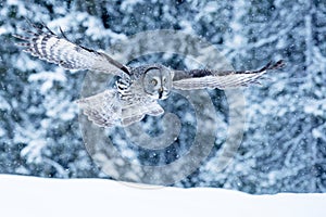 Great grey owl flying in wintery taiga forest in Lapland