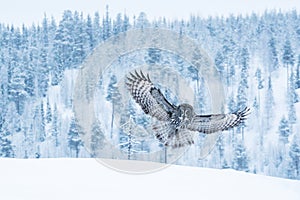 Great grey owl flying in wintery taiga forest in Lapland