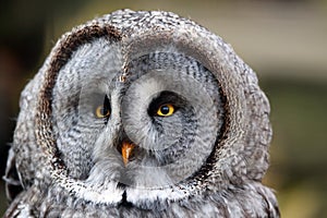 He great grey owl or great gray owl ,Strix nebulosa, portait