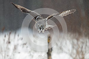 Great Grey Owl hunting