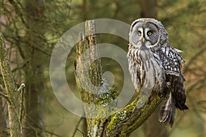 The Great Grey Owl or Lapland Owl, Strix nebulosa