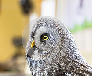 The Great Grey Owl or Lapland Owl, Strix nebulosa