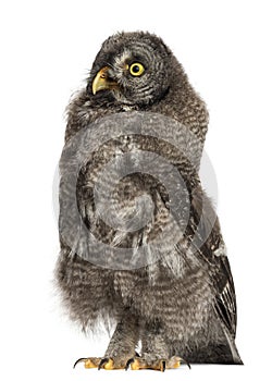 Great Grey Owl or Lapland Owl, Strix nebulosa