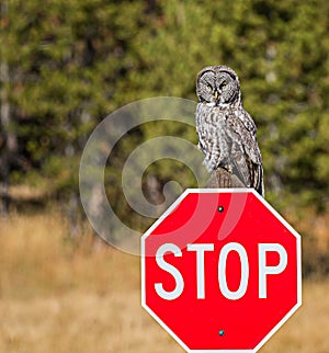 Great Grey Owl perched on a stop sign and staring in to camera in Yellowstone National Park