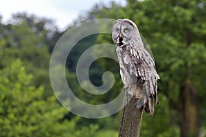 Great Grey Owl