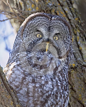 A Great grey owl perched in a tree hunting at sunset in Canada
