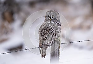 Great Grey Owl portrait