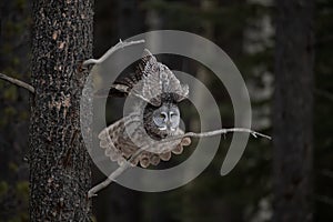 Great Grey Owl portrait