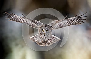 Great Grey Owl portrait