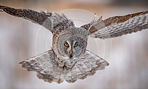 Great Grey Owl portrait