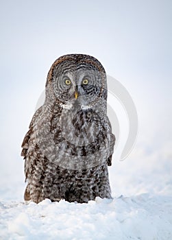 Great Grey Owl portrait