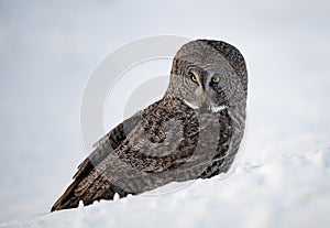 Great Grey Owl portrait