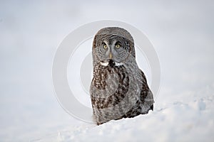 Great Grey Owl portrait