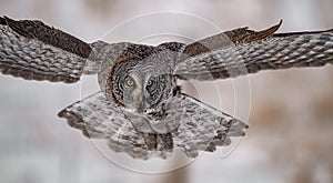 Great Grey Owl portrait