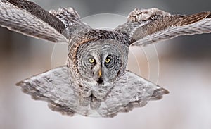 A Great Grey Owl Portrait