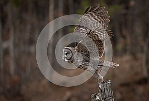 A Great Grey Owl Portrait