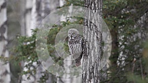 A Great Grey Owl Portrait