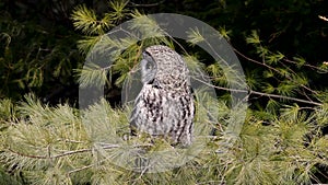 A Great Grey Owl Portrait