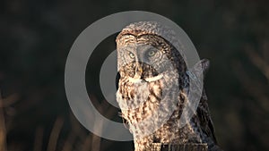 A Great Grey Owl Portrait