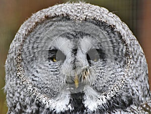 Great Grey Owl Portrait