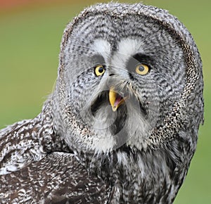 Great Grey Owl Portrait