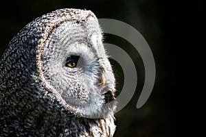 Great grey owl portrait
