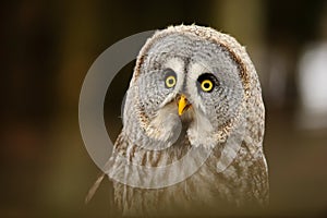 Great grey owl portrait