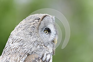 Great Grey Owl portrait