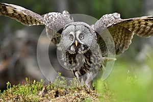 Great Grey Owl portrait, bird of prey