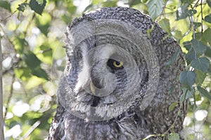 Great grey owl portrait, close up