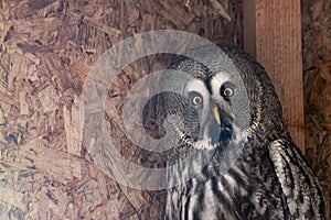 Great Grey Owl portrait close up in cage looking at camera.